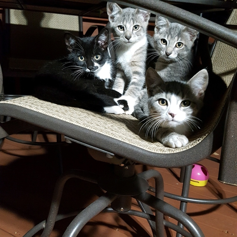 Meet your Posher, Laurie